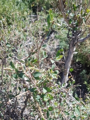 Lonicera microphylla