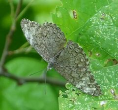 Hamadryas glauconome