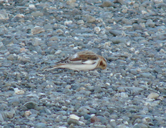 Plectrophenax nivalis