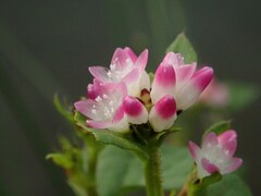 Persicaria thunbergii