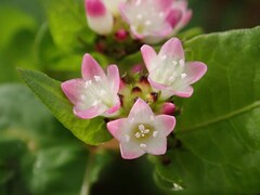 Persicaria thunbergii