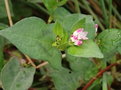 Persicaria thunbergii