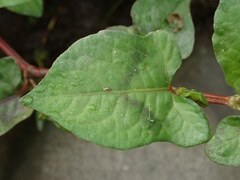 Persicaria thunbergii
