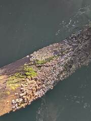 Semibalanus balanoides