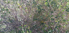 Lonicera microphylla