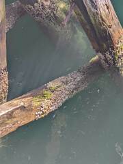 Semibalanus balanoides