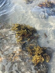 Fucus vesiculosus