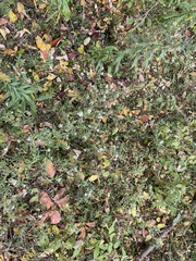 Symphyotrichum ontarionis glabratum