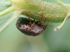 Megacopta punctatissima