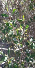 Lonicera microphylla