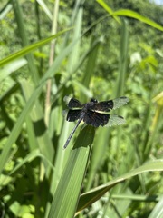 Erythrodiplax funerea