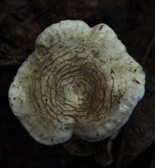 Clitocella popinalis