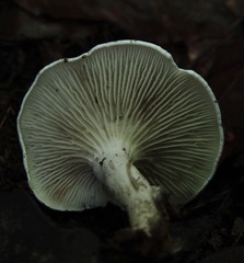 Clitocella popinalis