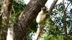 Propithecus verreauxi