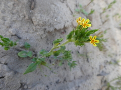 Zaluzianskya divaricata