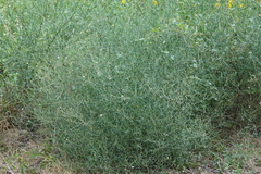 Symphyotrichum divaricatum