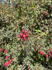 Rosa californica