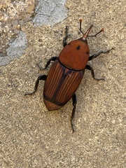 Rhynchophorus ferrugineus
