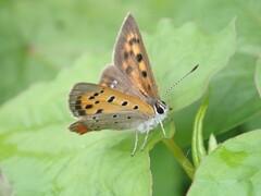 Lycaena phlaeas daimio