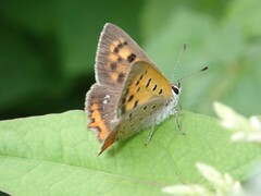 Lycaena phlaeas daimio