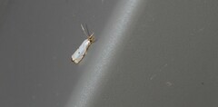 Microcrambus biguttellus