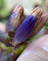 Gentiana