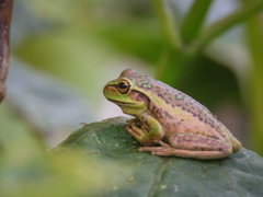 Dendropsophus molitor