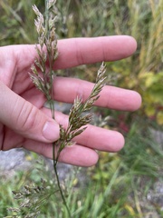 Festuca rubra