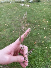 Festuca rubra