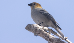 Pinicola enucleator
