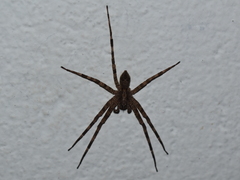 Acanthoctenus