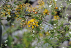 Gaudichaudia cynanchoides