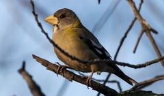 Coccothraustes vespertinus