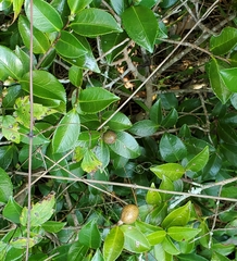 Camellia sasanqua