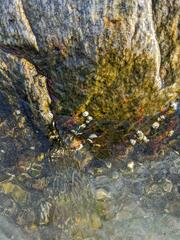 Semibalanus balanoides