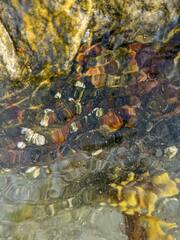 Semibalanus balanoides