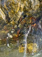 Semibalanus balanoides