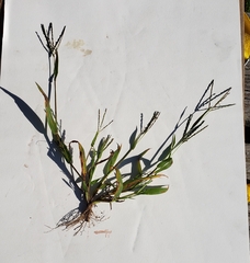 Digitaria ischaemum