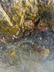 Semibalanus balanoides