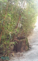 Bambusoideae