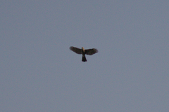 Accipiter virgatus fuscipectus