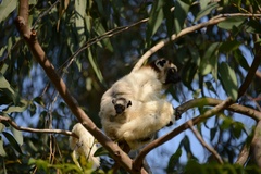 Propithecus verreauxi