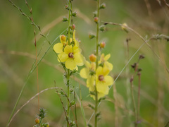Verbascum virgatum