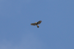 Accipiter virgatus fuscipectus