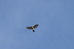 Accipiter virgatus fuscipectus