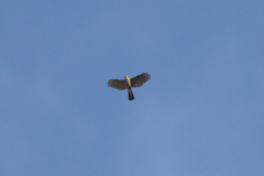 Accipiter virgatus fuscipectus