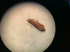 Cicadellinae