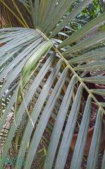 Arecaceae