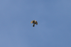 Accipiter virgatus fuscipectus
