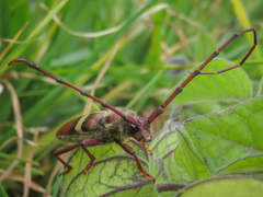 Deretrachys juvencus